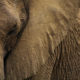 Discover Living With African Elephants