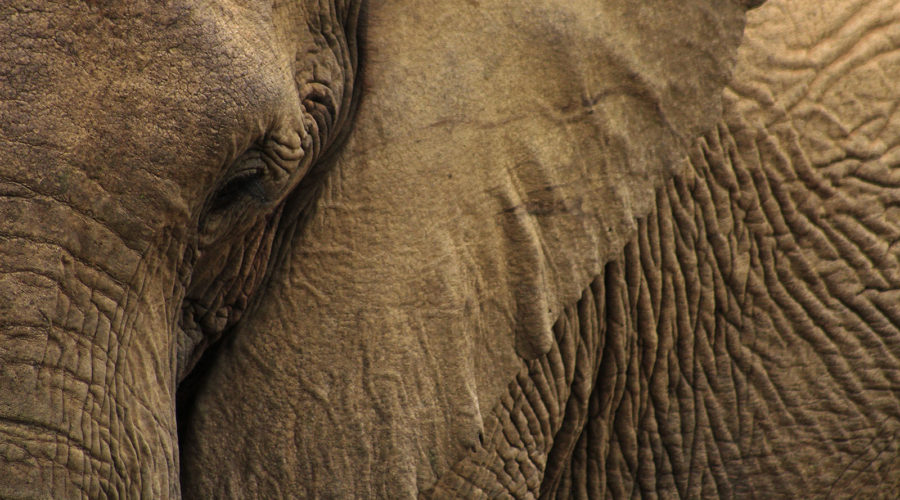 Discover Living With African Elephants